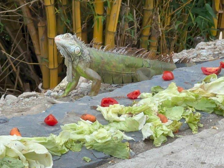 Con iguanario, buscan proteger esta especie en Poza Rica