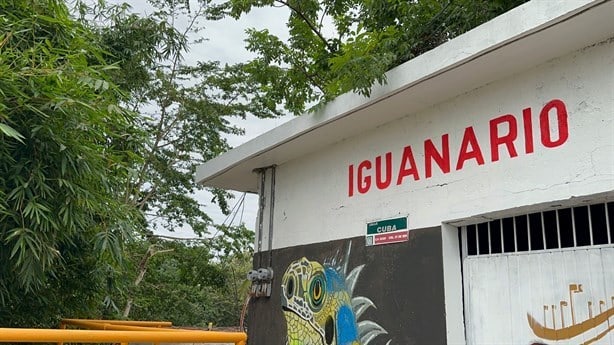 Con iguanario, buscan proteger esta especie en Poza Rica