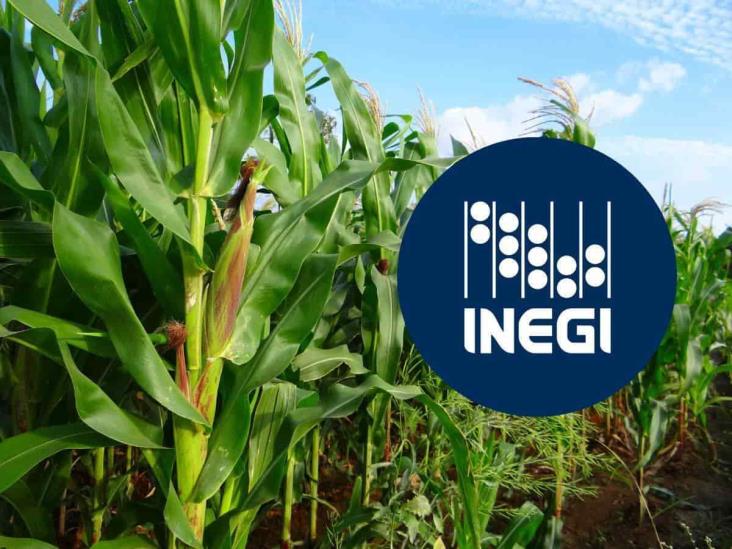 INEGI: Veracruz, líder en producción agrícola y de cultivos industriales