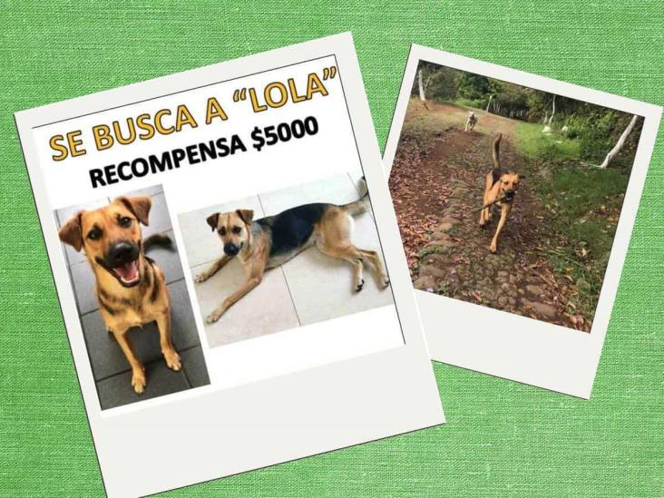 ¿Dónde está Lola? Familia busca a perrita perdida en Xico