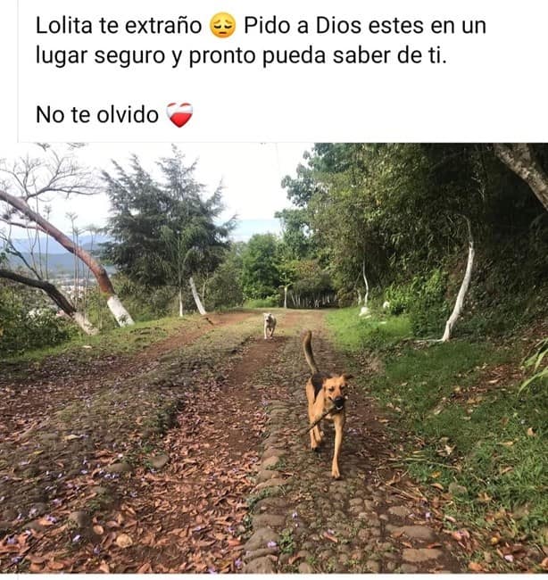 ¿Dónde está Lola? Familia busca a perrita perdida en Xico