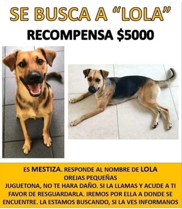 ¿Dónde está Lola? Familia busca a perrita perdida en Xico