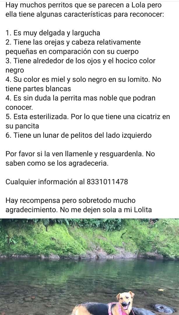 ¿Dónde está Lola? Familia busca a perrita perdida en Xico