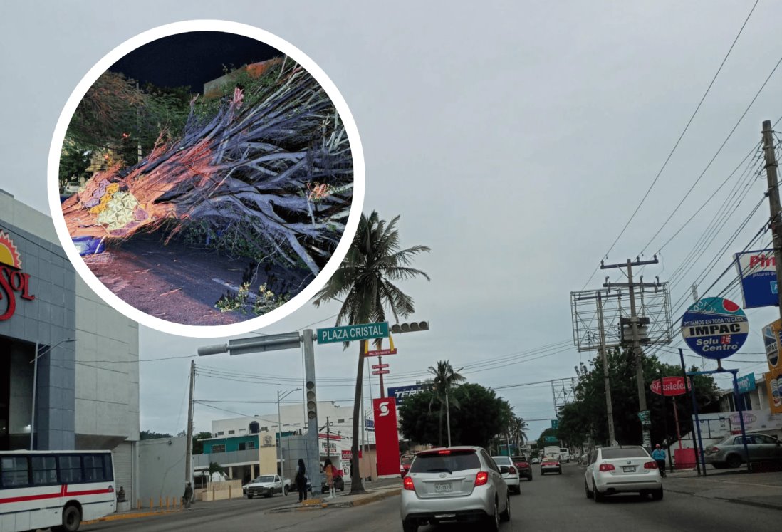 Norte en Veracruz dejó automóviles dañados y árboles caídos, informa Protección Civil