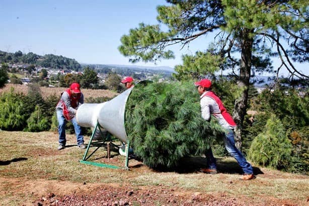 En este bosque de Veracruz se encuentra un parque temático navideño denominado “Noël”