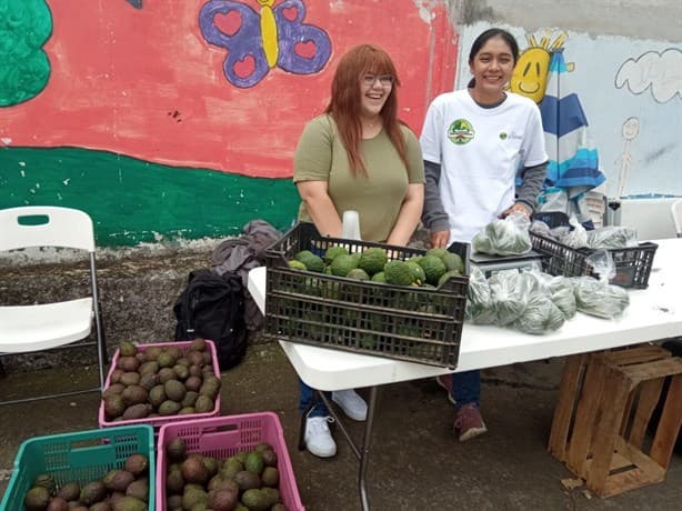 ¿Una bolsa de aguacate en 40 pesos? Realizan venta solidaria en Xalapa (+Video)