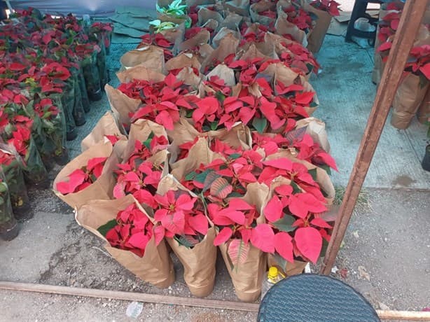 Promueven las flores de Nochebuena en la zona de mercados de Veracruz