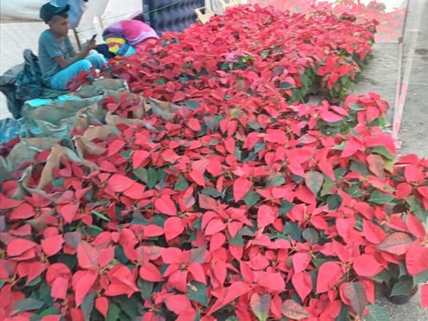 Promueven las flores de Nochebuena en la zona de mercados de Veracruz