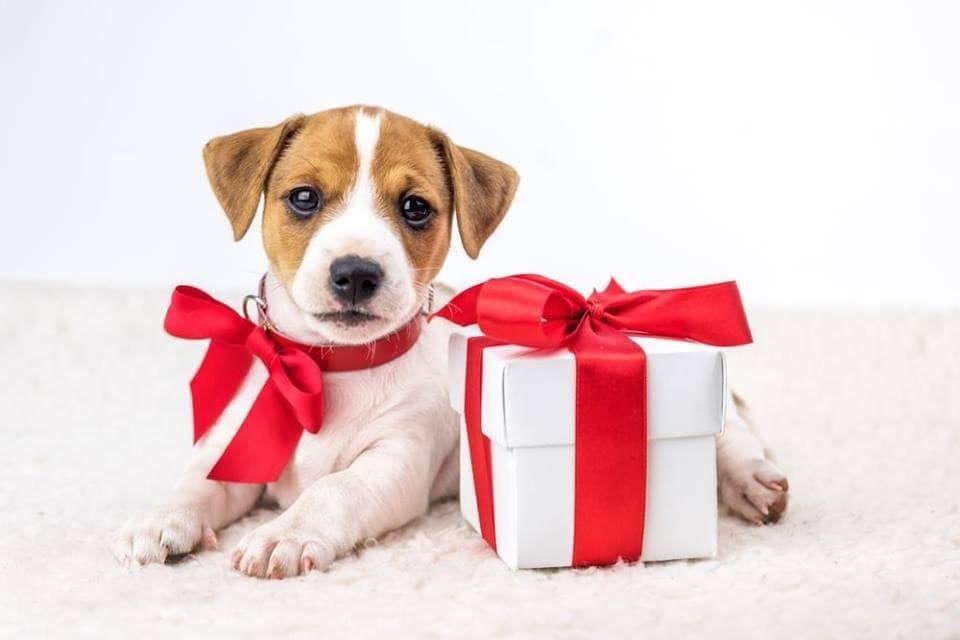 ¿Porqué no debes regalar mascotas en Navidad? Te decimos