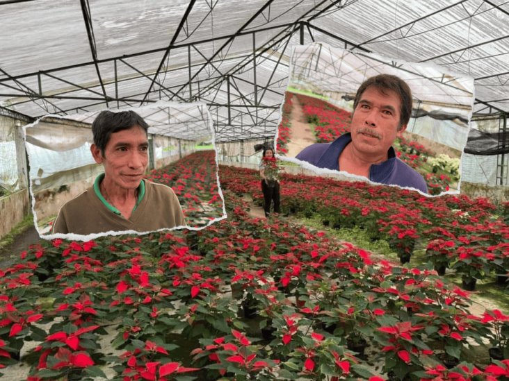 Vivero La Estanzuela, más de 30 años vendiendo flores de Nochebuena