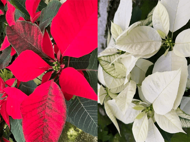 Vivero La Estanzuela, más de 30 años vendiendo flores de Nochebuena