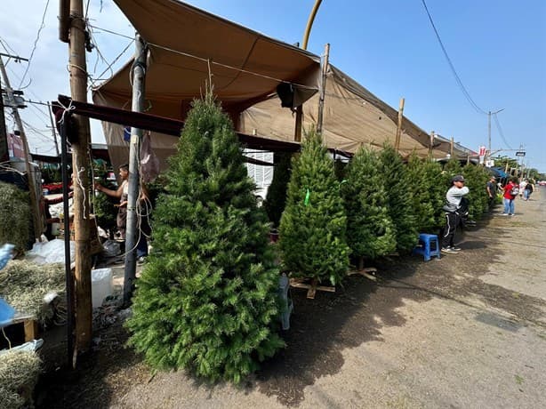 Venden hasta 15 árboles de Navidad al día y prevén mejore en diciembre