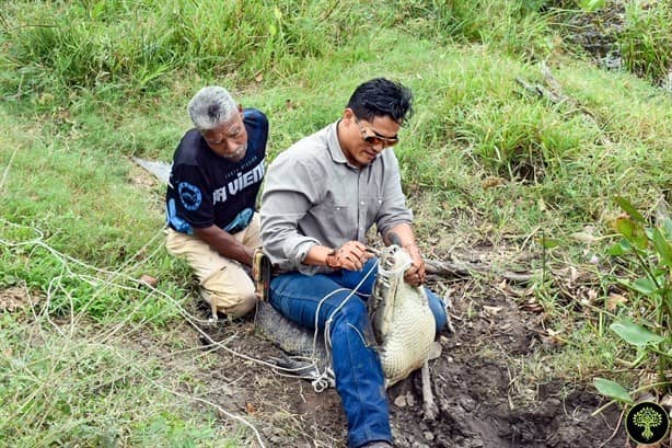Está libre el cocodrilo capturado en Medellín de Bravo, Veracruz