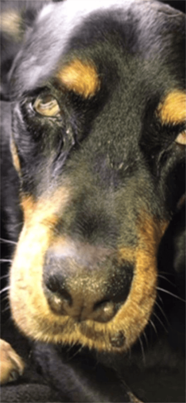 En Sonora un hombre lanzó ácido a un perro, podría perder la vista