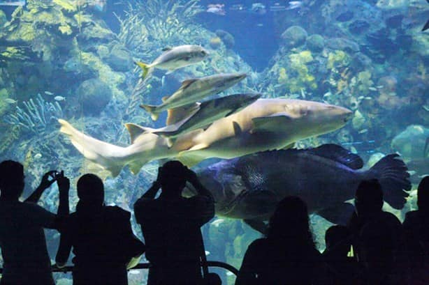 ¿Qué precio tiene la entrada al acuario de Veracruz?