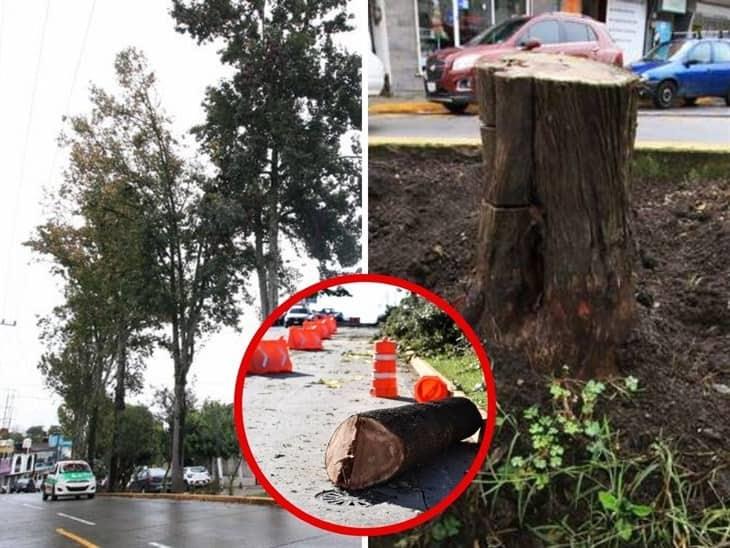 Xalapa al asecho en tala de árboles; cortarán más en la avenida Murillo Vidal ¡Ya no más!