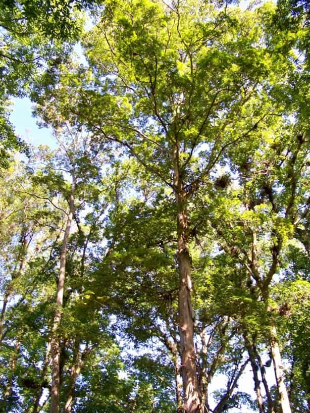 Palo de zopilote: así es el árbol que plantaron a un lado del parque Juárez en Xalapa