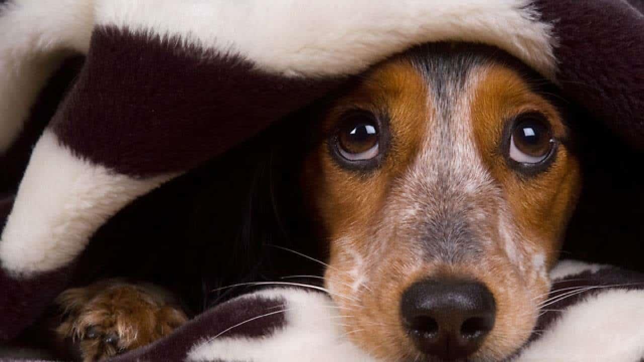 ¿Sabes porqué diciembre es el mes en que más se pierden los perros?