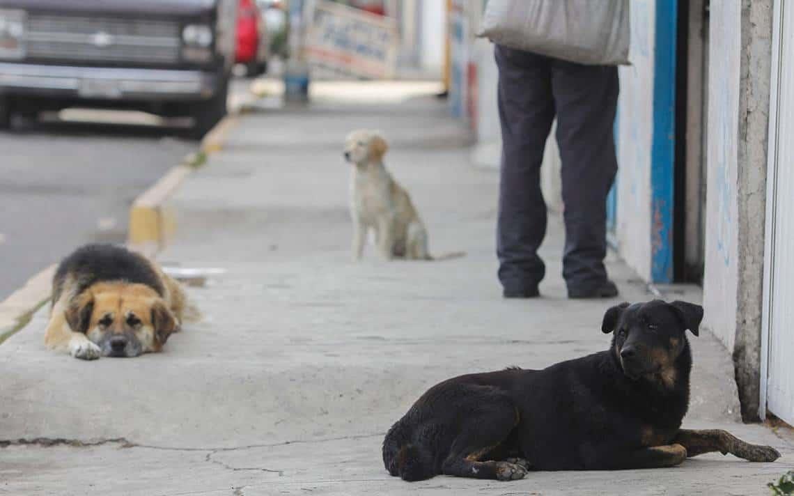 Continúa el envenenamiento masivo de perros en Soledad de Doblado