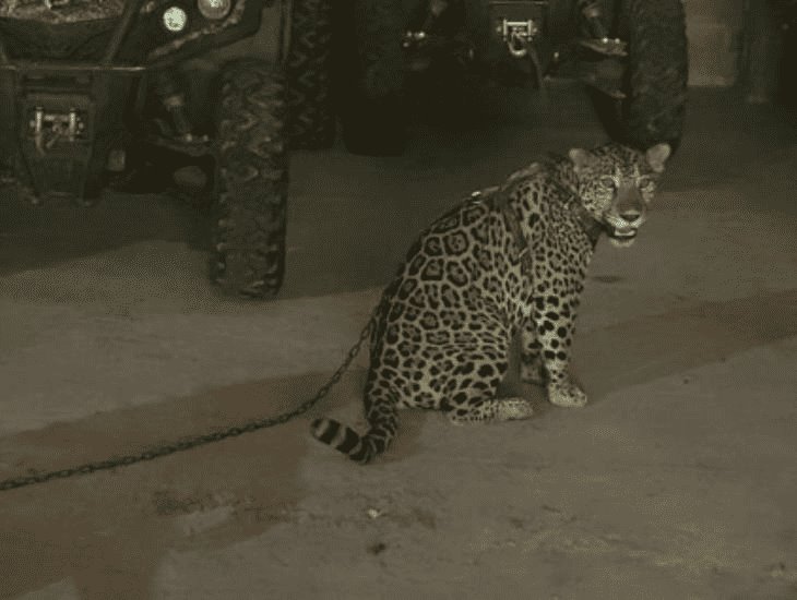 Autoridades aseguraron un jaguar en la casa de un presunto grupo criminal