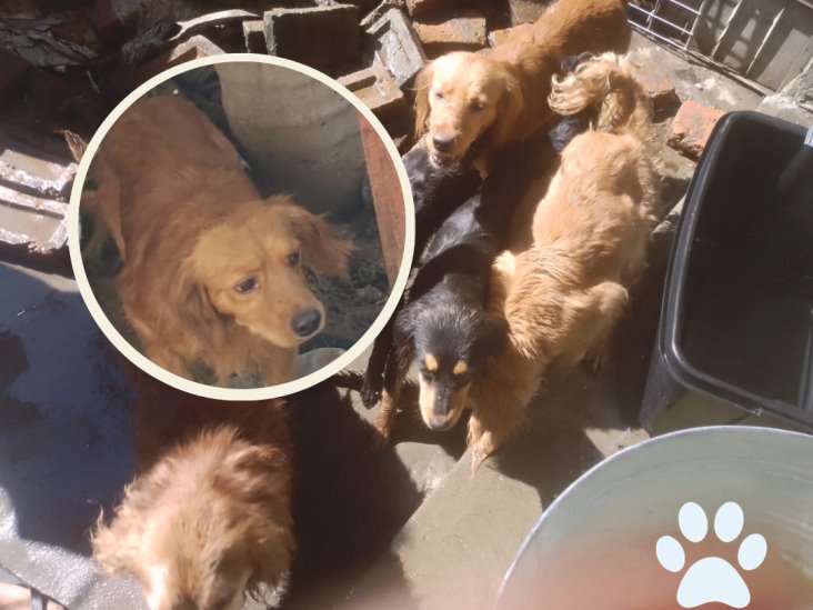 Animalistas rescatan 20 perros de un domicilio de Orizaba, invitan a adoptarlos