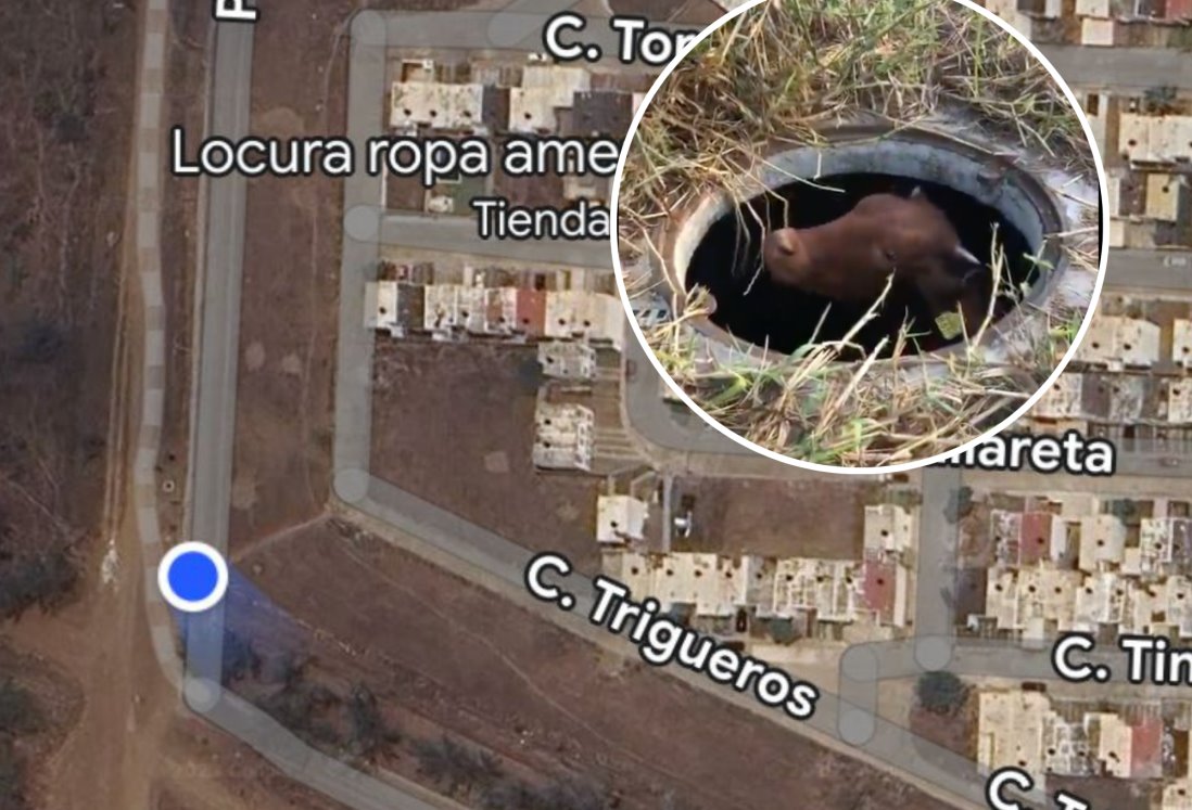 Vaca cae en alcantarilla en colonia de Veracruz; piden ayuda para sacarla | VIDEO