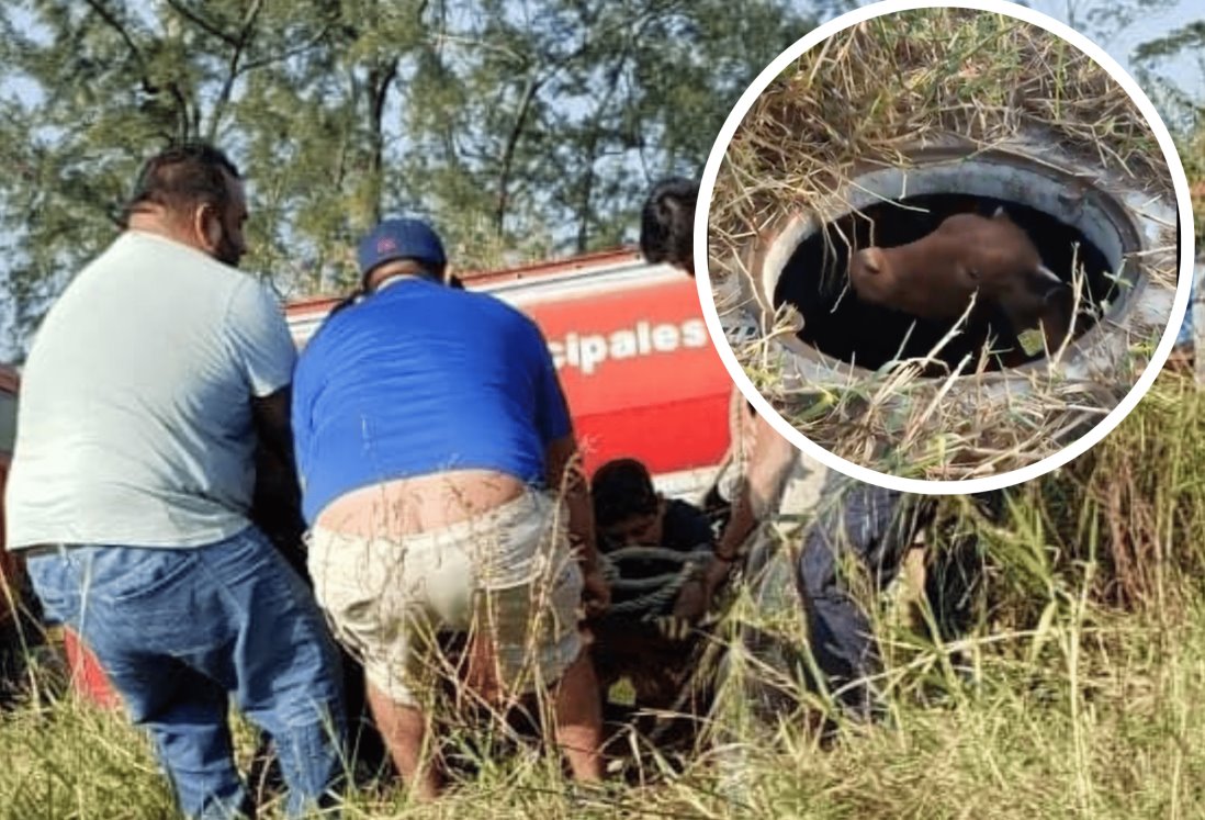 Rescatan a vaca que cayó en alcantarilla en colonia de Veracruz
