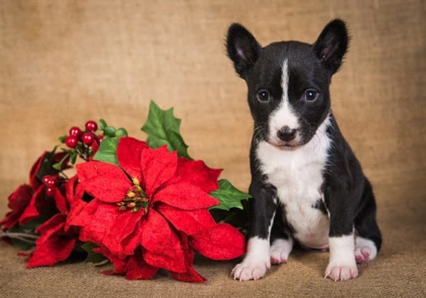 Flor de Nochebuena: ¿es tóxica para las mascotas?