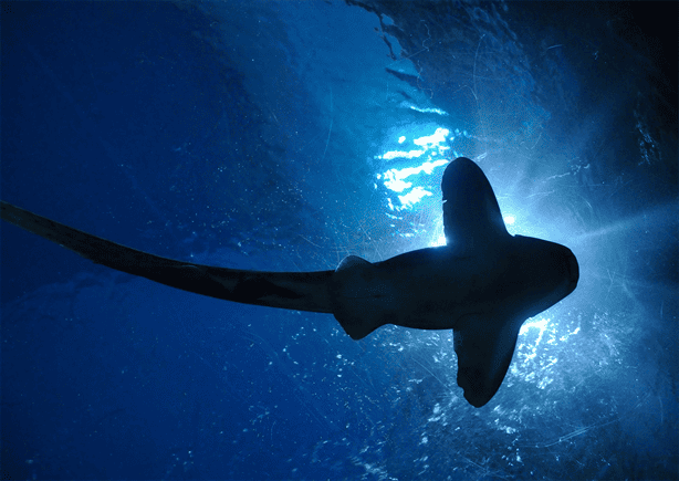 Qué hacer si un tiburón te ataca; así puedes defenderte