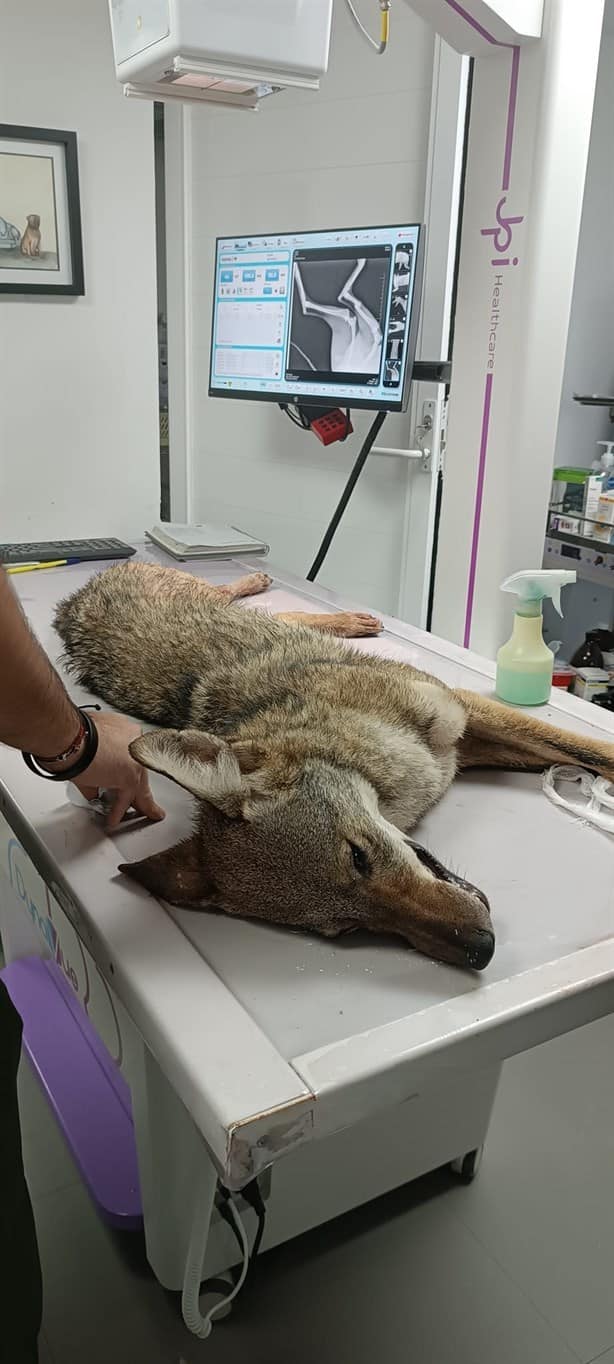 Muere coyote atropellado en la Riviera Veracruzana