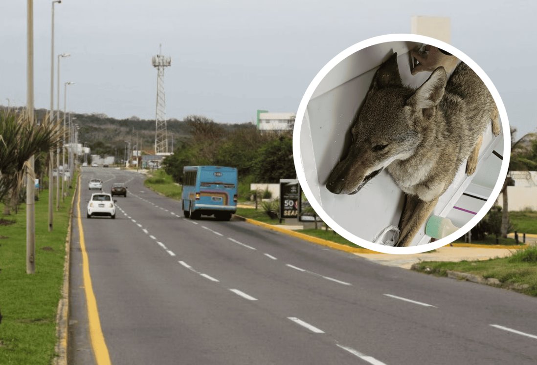 Muere coyote atropellado en la Riviera Veracruzana