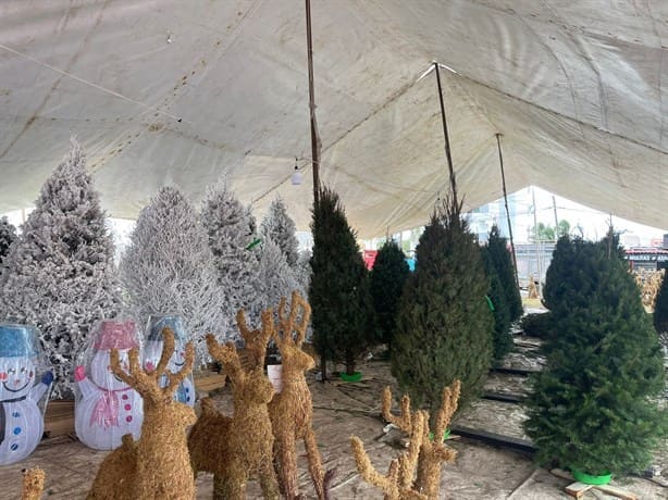 Frentes fríos afectan venta de árboles de Navidad en Boca del Río