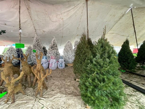 Frentes fríos afectan venta de árboles de Navidad en Boca del Río