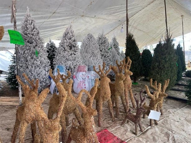 Precios de árboles de Navidad en Veracruz van desde los 800 a los 4 mil 500 pesos