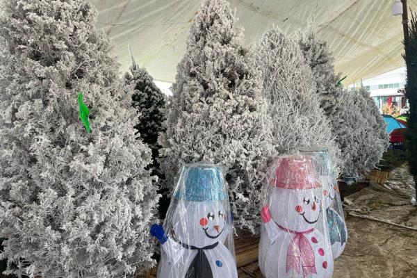 Precios de árboles de Navidad en Veracruz van desde los 800 a los 4 mil 500 pesos