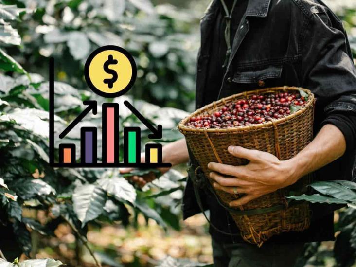 Precio del café en México, afectado por producción en Brasil y el dólar (+Video)