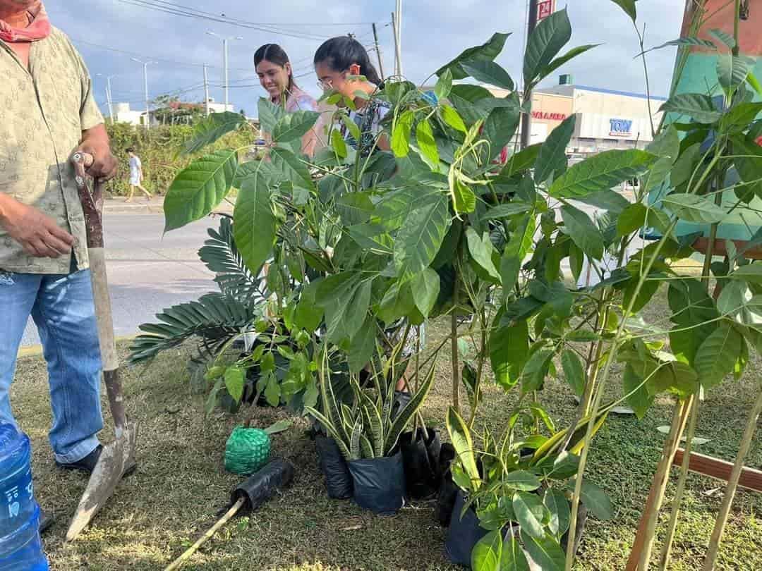 Siembran árboles en avenida de Veracruz para combatir el impacto ambiental