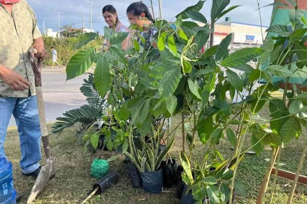 Siembran árboles en avenida de Veracruz para combatir el impacto ambiental