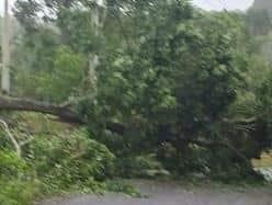 Árbol caído obstaculiza paso en la carretera Misantla - Martínez de la Torre