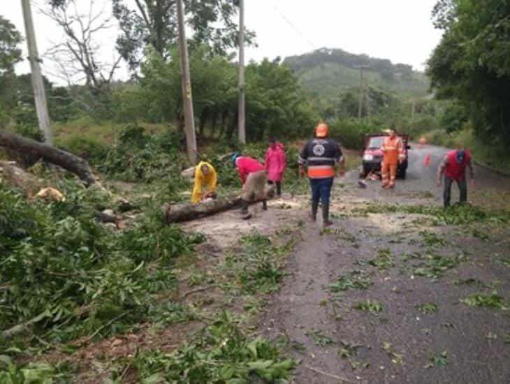 Árbol caído obstaculiza paso en la carretera Misantla - Martínez de la Torre