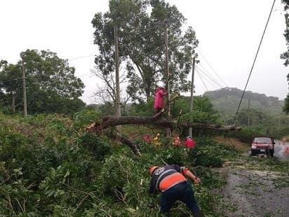 Árbol caído obstaculiza paso en la carretera Misantla - Martínez de la Torre