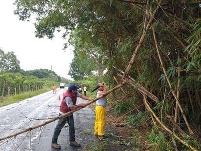 Árbol caído obstaculiza paso en la carretera Misantla - Martínez de la Torre