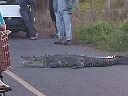 Cocodrilo Moreletti sorprende en carretera de Vega de Alatorre 