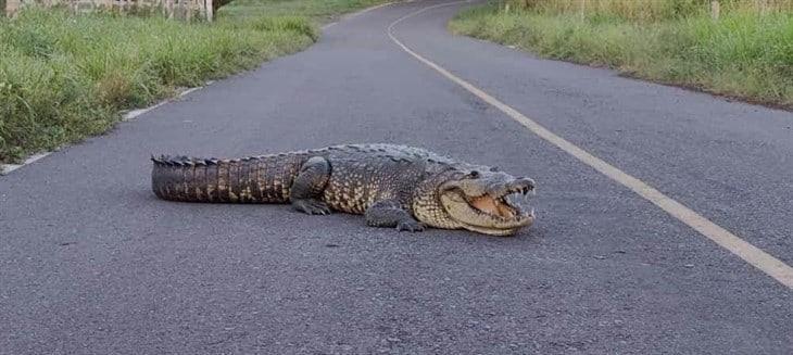 Cocodrilo Moreletti sorprende en carretera de Vega de Alatorre 