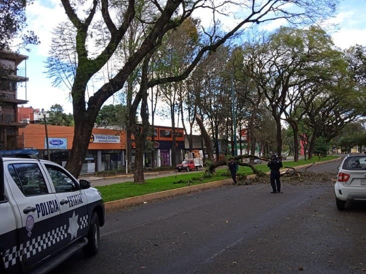 Protección Civil de Xalapa emite Aviso Preventivo por fuerte viento