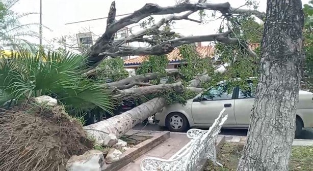 Árboles derribados por el frete frío aplastaron dos vehículos en Veracruz