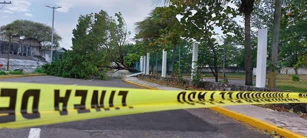 Norte derriba árbol en el parque Reino Mágico bloqueando calle en Veracruz | VIDEO