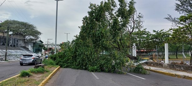 Norte derriba árbol en el parque Reino Mágico bloqueando calle en Veracruz | VIDEO