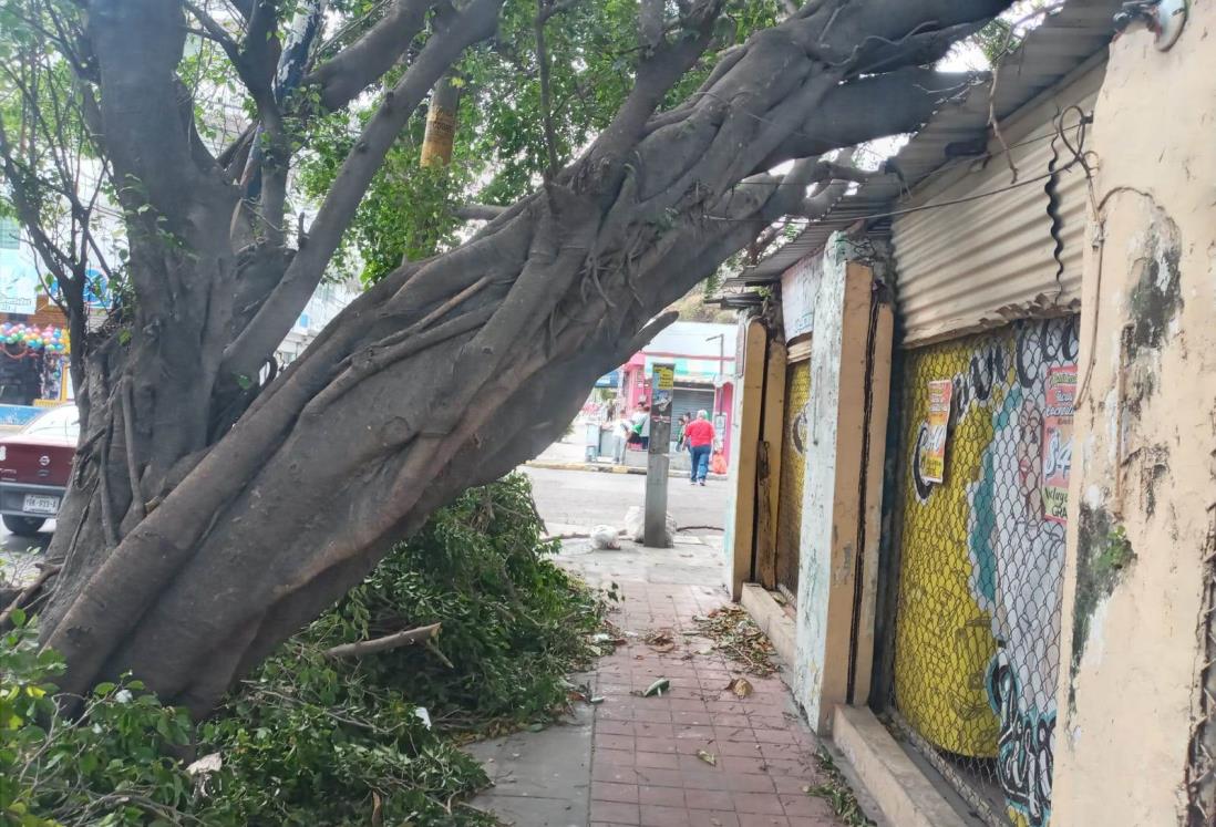 Alertan por árboles a punto de caer en colonia Centro de Veracruz