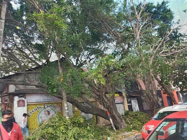 Alertan por árboles a punto de caer en colonia Centro de Veracruz